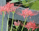 気がつくと　つるべ落としの日々