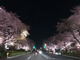 夜桜