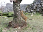 岩合さん気分を味わう