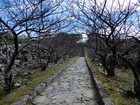 １月の下旬には開花する桜並木（カンヒザクラ）