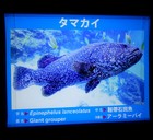 解説パネルの一例　（クエっぽい魚だよね）